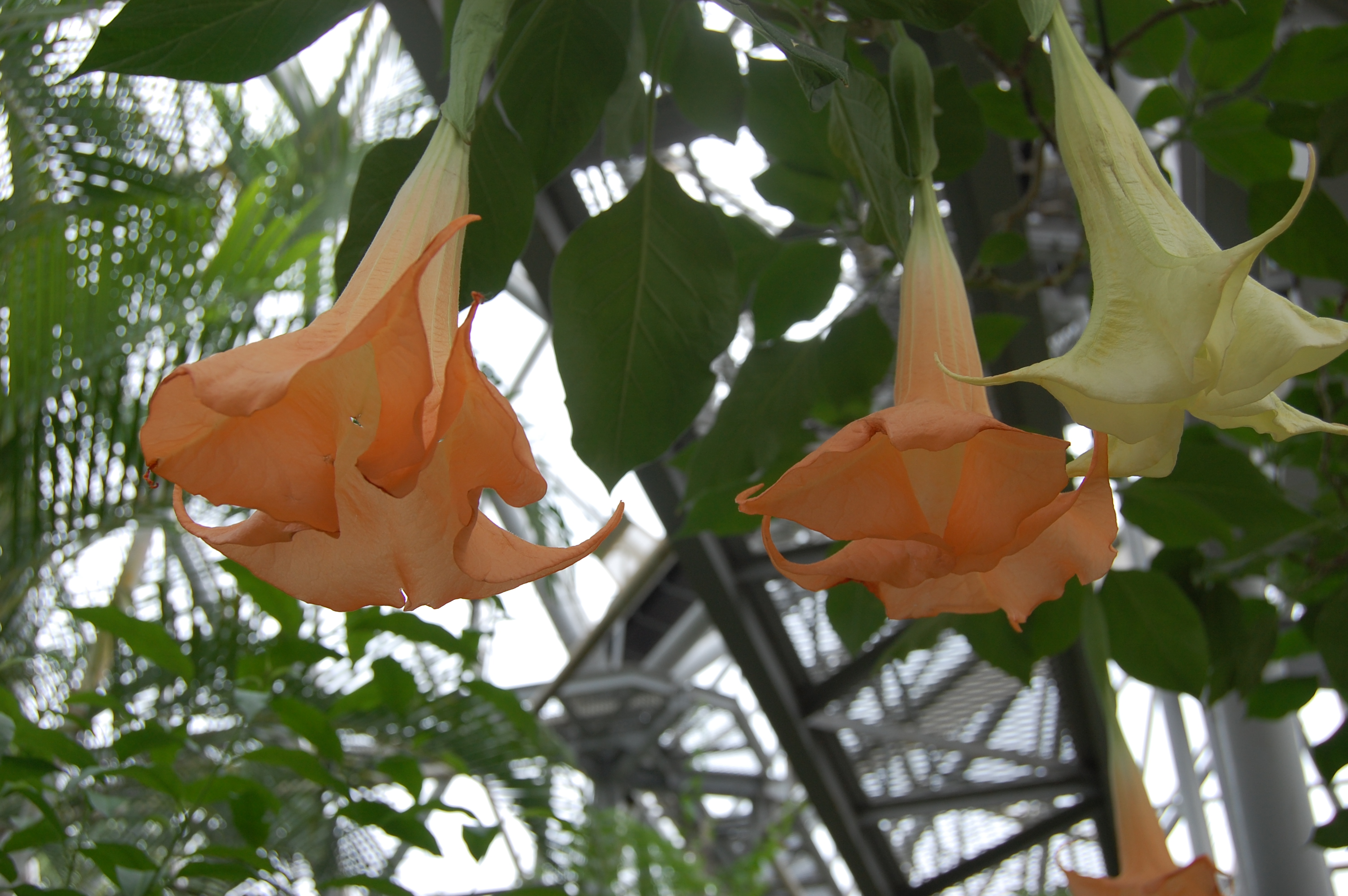 Hanging Flowers: Photo by Sharon Burtner